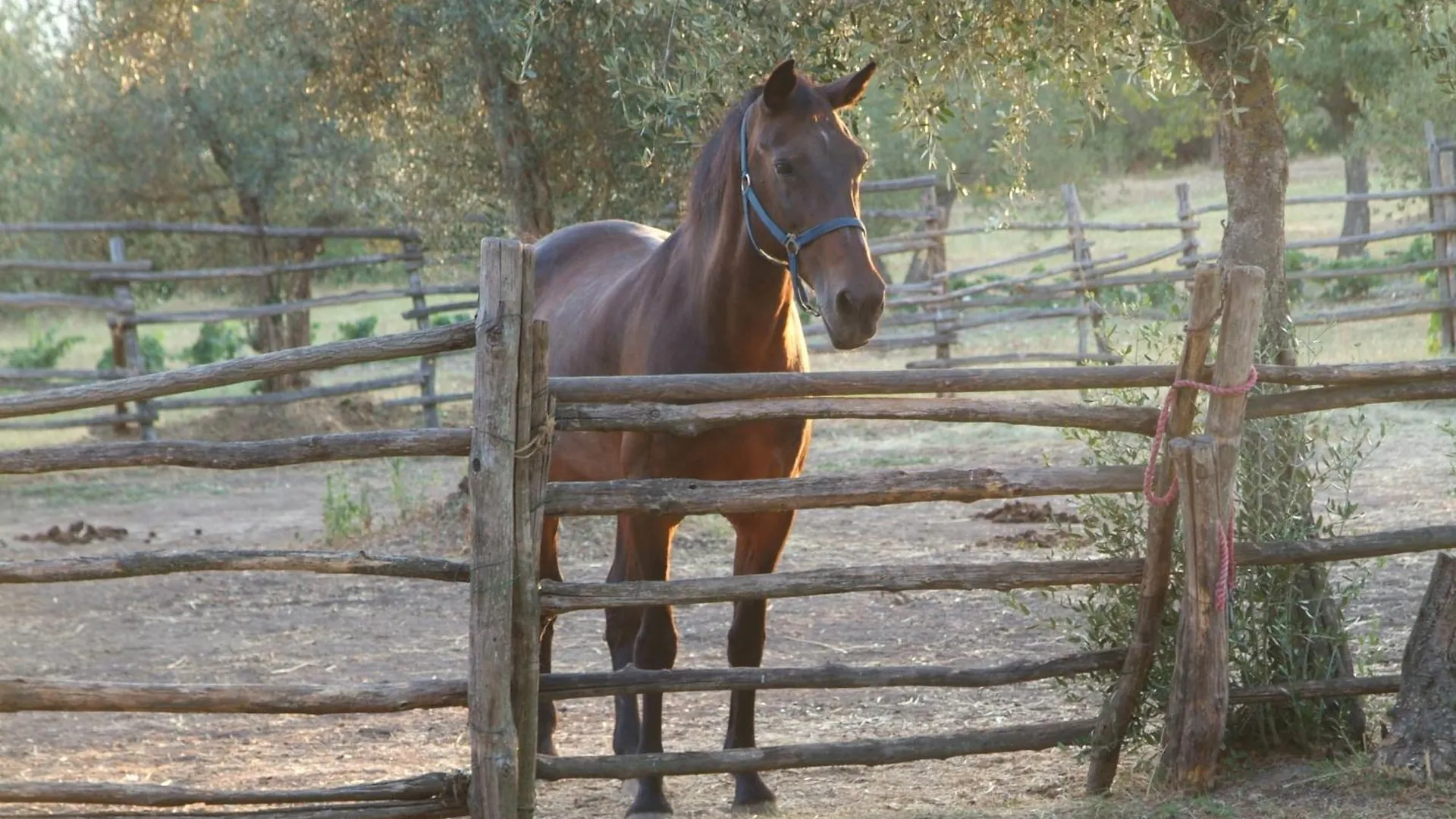 La Badiola Villa Chiusi Italia