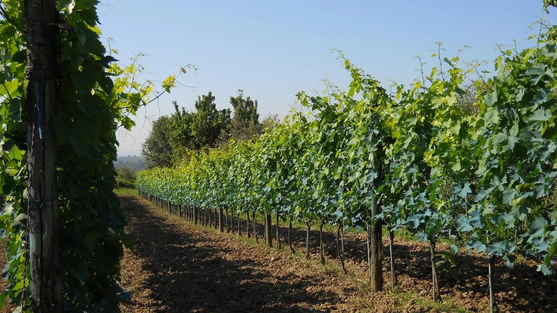 La Badiola Villa Chiusi Alloggio per agriturismo